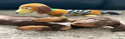 Miniature Dachshund dogs for sale: Miniture dashound chocolate tan boy, in Shrewsbury - Advert 8