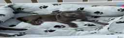 Staffordshire Bull Terrier dogs for sale: KC Health Tested SBT Puppies. - Advert 7