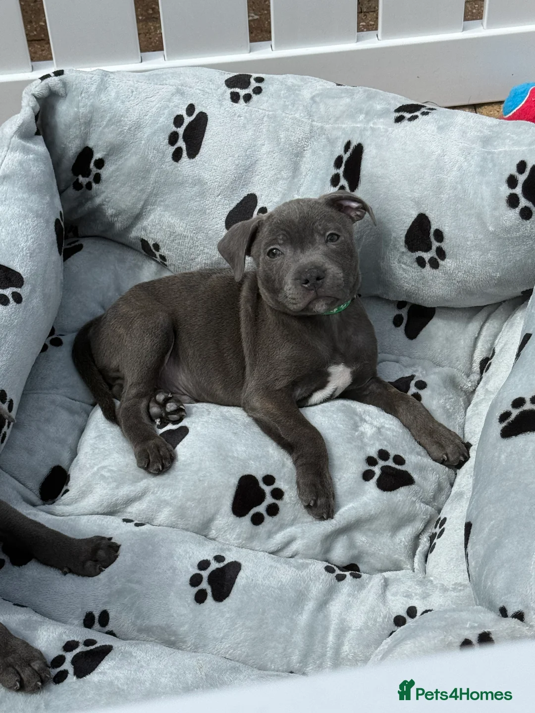 Staffordshire Bull Terrier dogs for sale: KC Health Tested SBT Puppies. - Advert 7