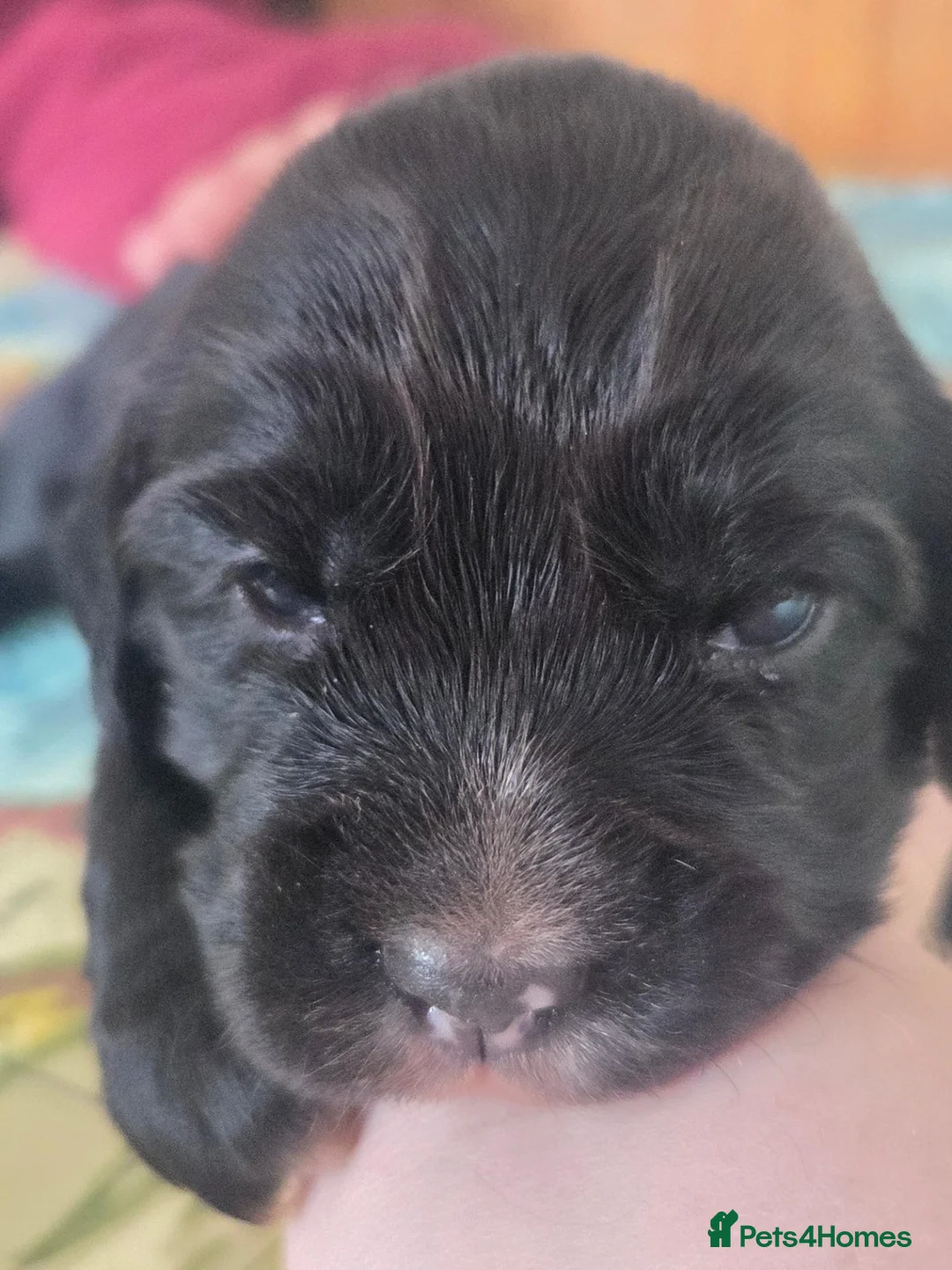 Cocker Spaniel dogs for sale: Beautiful cocker spaniel puppies - Advert 5