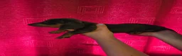 Miniature Dachshund dogs for sale: Gorgeous litter of miniature dachshunds - Advert 8