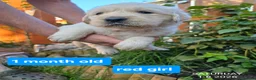 Golden Retriever dogs for sale: Gorgeous Golden Retriever Puppies KC Registered  - Advert 3