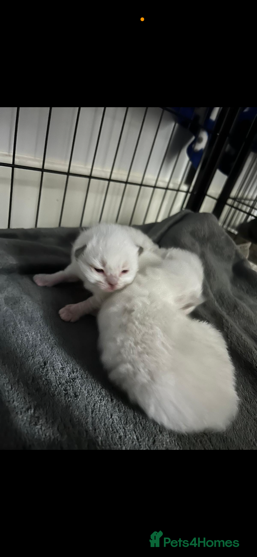 Ragdoll cats for sale: Absolutely Stunning litter of pure Ragdoll kittens - Image 9