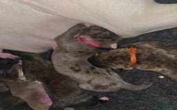 Boxer dogs for sale: Beautiful Boxer cross - Image 3