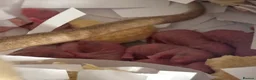 Rat rodents for sale: Beautiful little baby rats - Advert 1