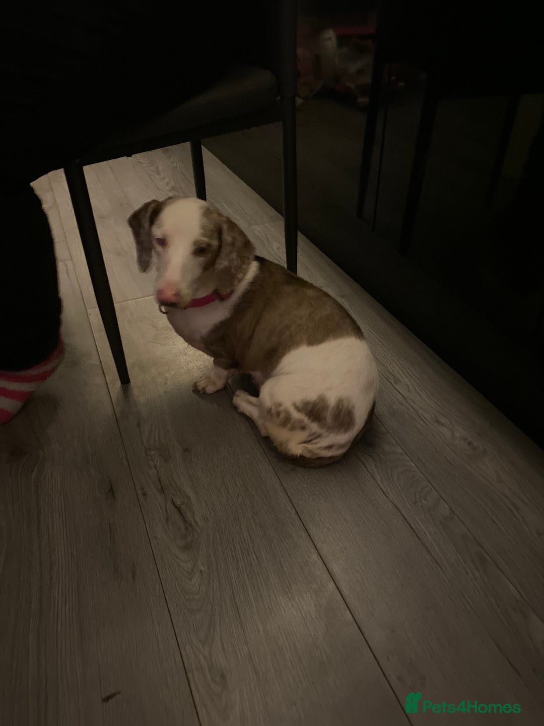 Dachshund dogs for sale: Female merl dachshund  - Advert 1