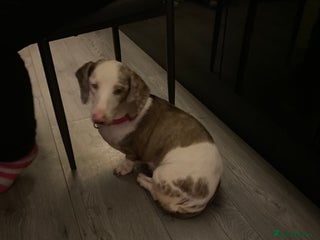 Dachshund dogs Female merl dachshund - Advert 2