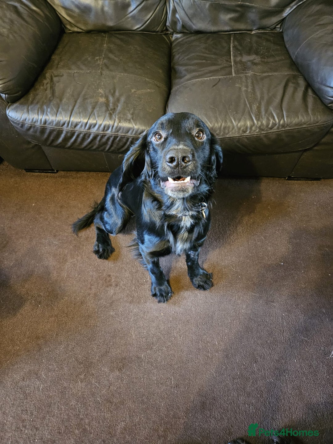 Mixed Breed dogs for sale: Gorgeous litter of pointerdor/sprocker puppies. - Advert 5