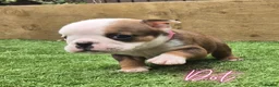 English Bulldog dogs for sale: Exceptional KC Registered British Bulldog Puppies - Advert 2