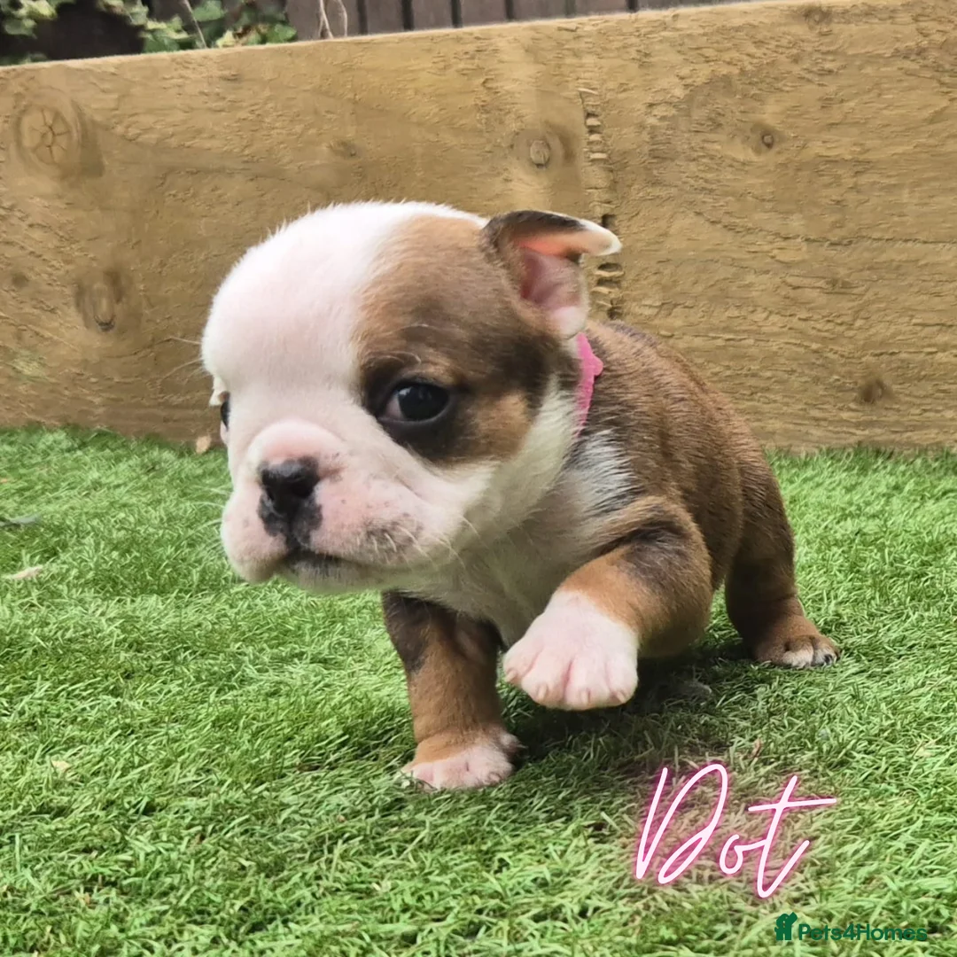 English Bulldog dogs for sale: Exceptional KC Registered British Bulldog Puppies - Advert 2