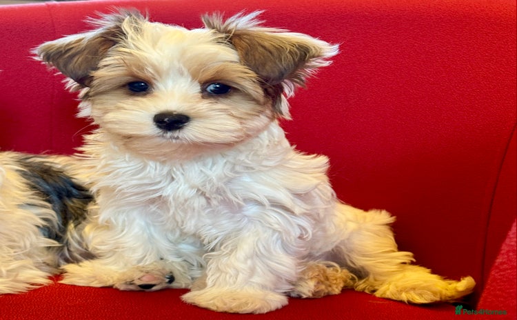 Yorkshire Terrier dogs Rare Blueberry Yorkshire terrier (tested parent) - Advert 1