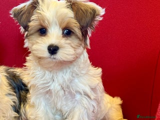 Yorkshire Terrier dogs Rare Blueberry Yorkshire terrier (tested parent) - Advert 1