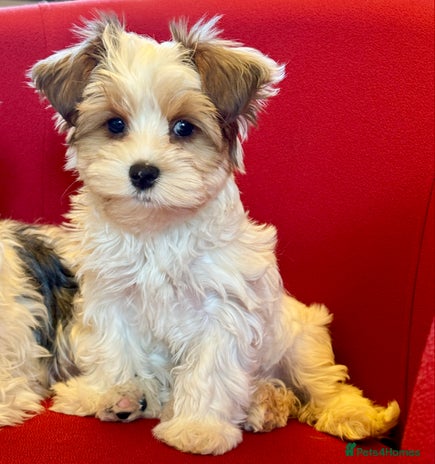 Yorkshire Terrier dogs Rare Blueberry Yorkshire terrier (tested parent) - Advert 1