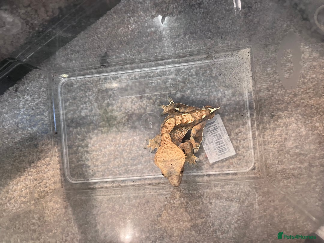 Gecko reptiles for sale: 2 baby crested geckos in Dunmow - Image 8