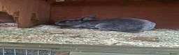 Mixed Breed rabbits for sale: Beautiful blue Rex - Advert 2