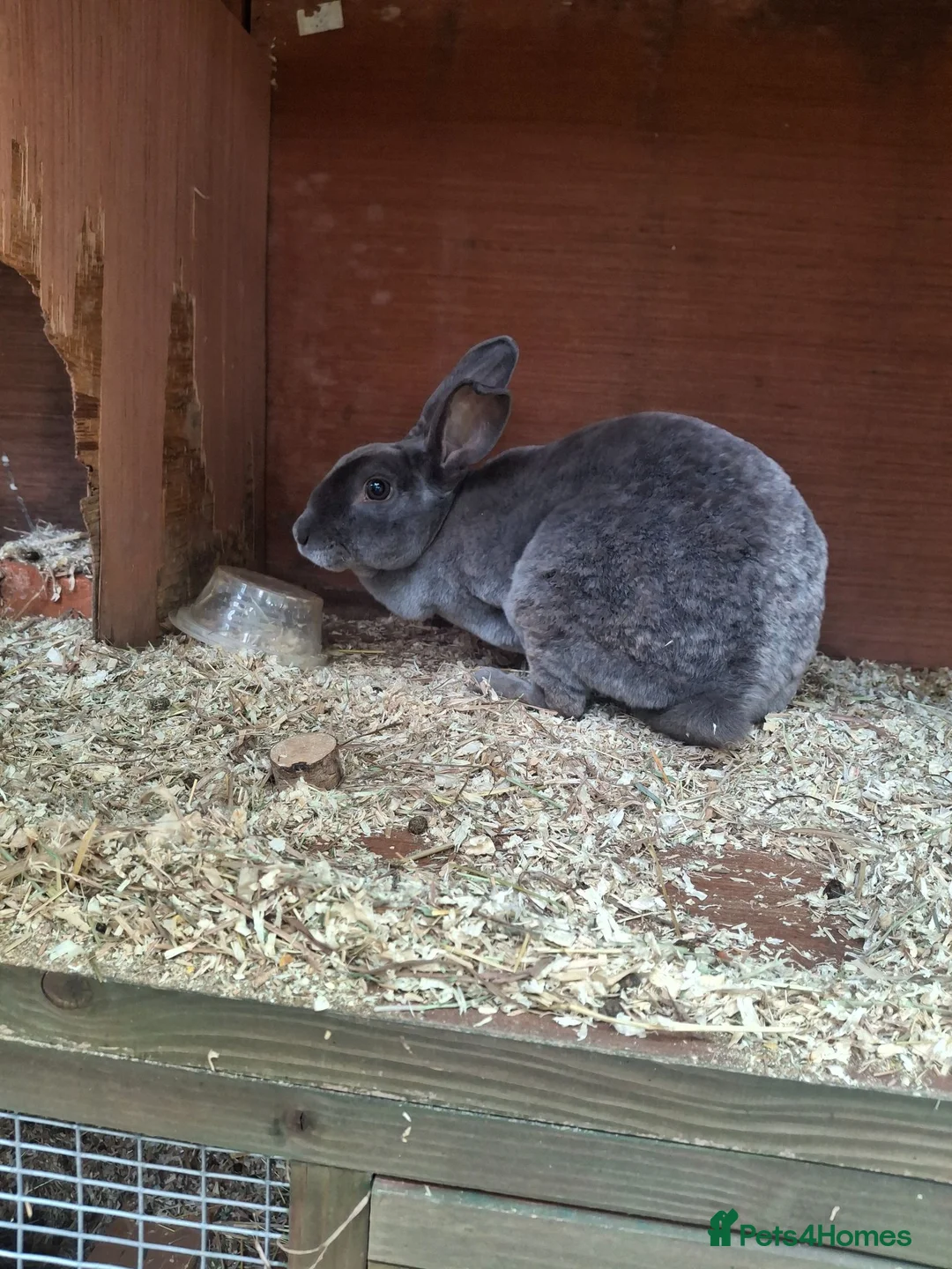 Mixed Breed rabbits for sale: Beautiful blue Rex - Advert 2