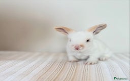 Angora rabbits for sale: Fully Vaccinated Pedigree English Angoras  - Image 18