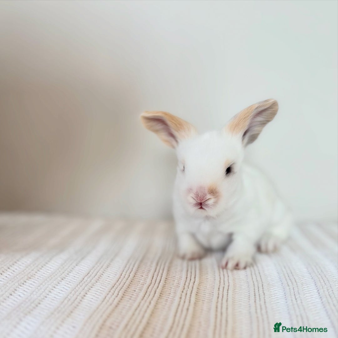 Angora rabbits for sale: Fully Vaccinated Pedigree English Angoras  - Image 18