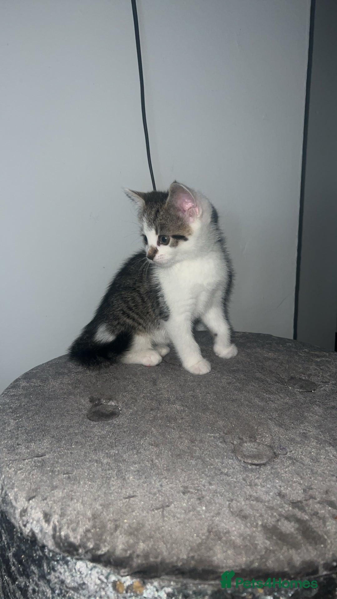Mixed Breed cats for sale: Kittens  - Advert 22