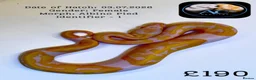 Python Snake reptiles for sale: Ball Pythons for Sale - Advert 3