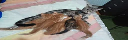 Mixed Breed cats for sale: 4 beautiful and gorgeous kittens😻😸😺😽 in London - Advert 7