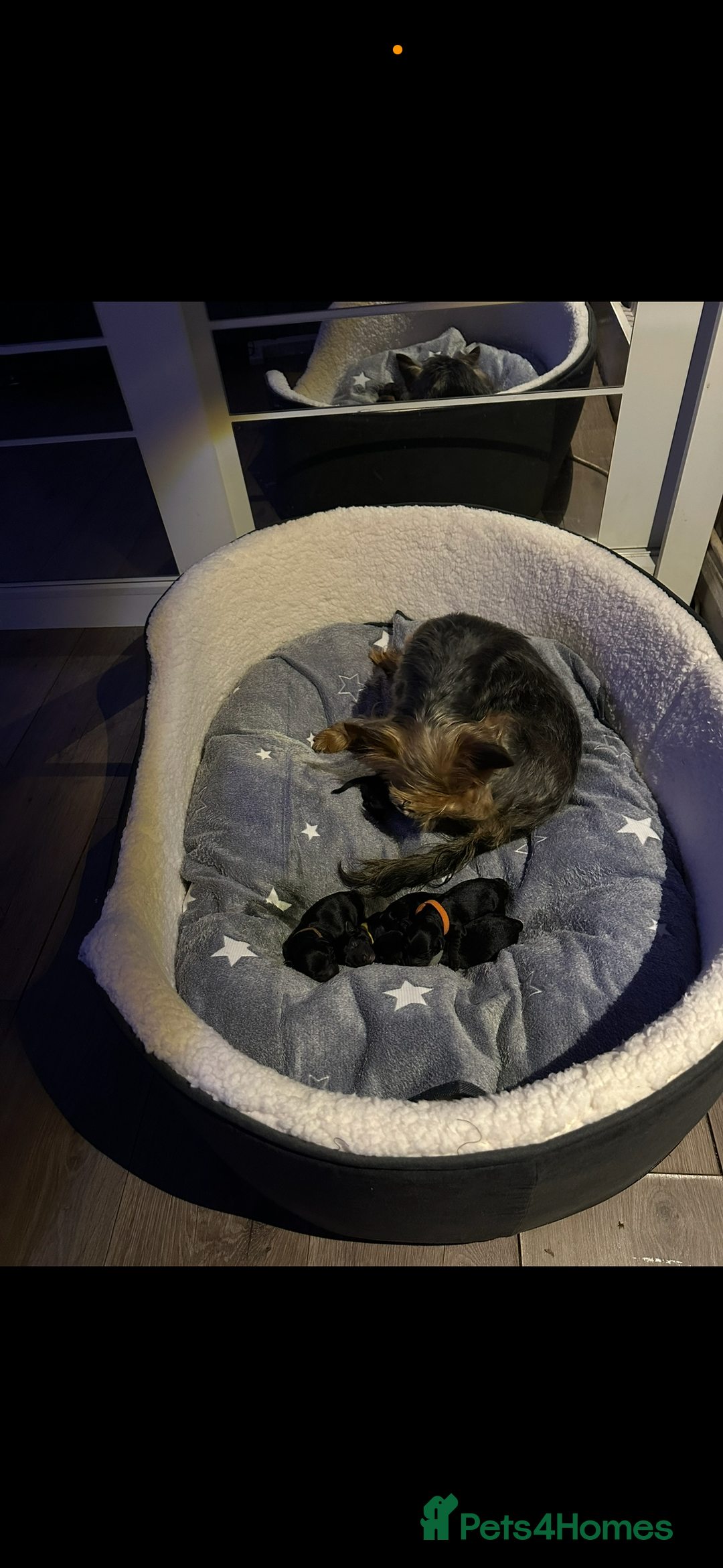 Yorkiepoo dogs for sale: 5 Beautiful F1 Yorkiepoo’s - Image 5