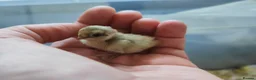 Chickens poultry for sale: USA silkie chicks/ hatching eggs CPQ quails - Advert 6