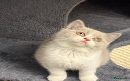 British Shorthair cats for sale: Lilac British shorthair kittens - Image 18