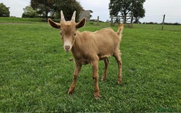 Goats livestock for sale: Royal Golden Guernsey Billy kid - Image 2