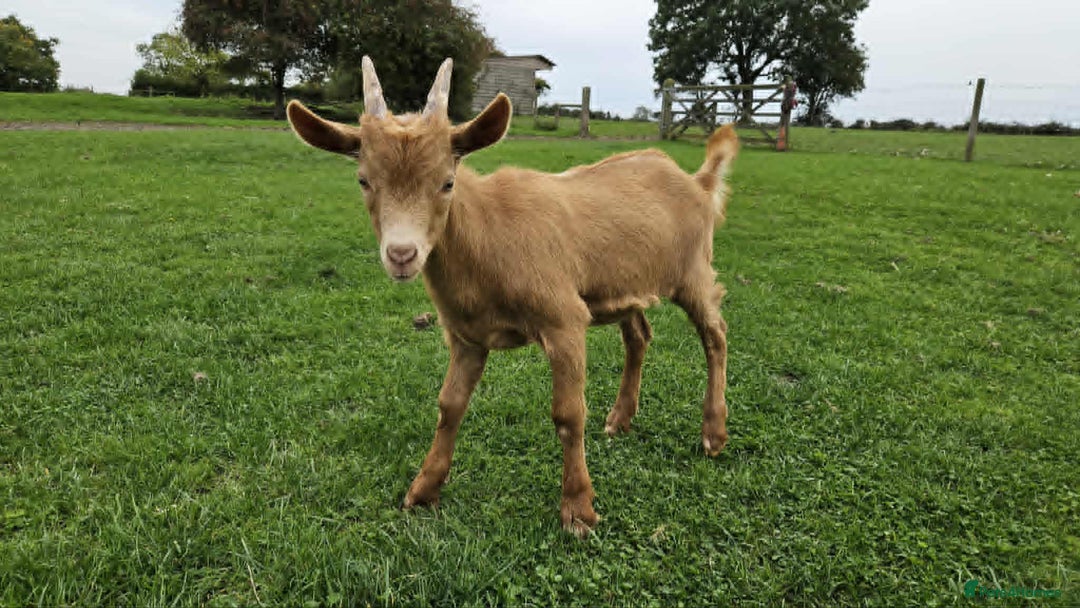 Goats livestock for sale: Royal Golden Guernsey Billy kid - Image 2