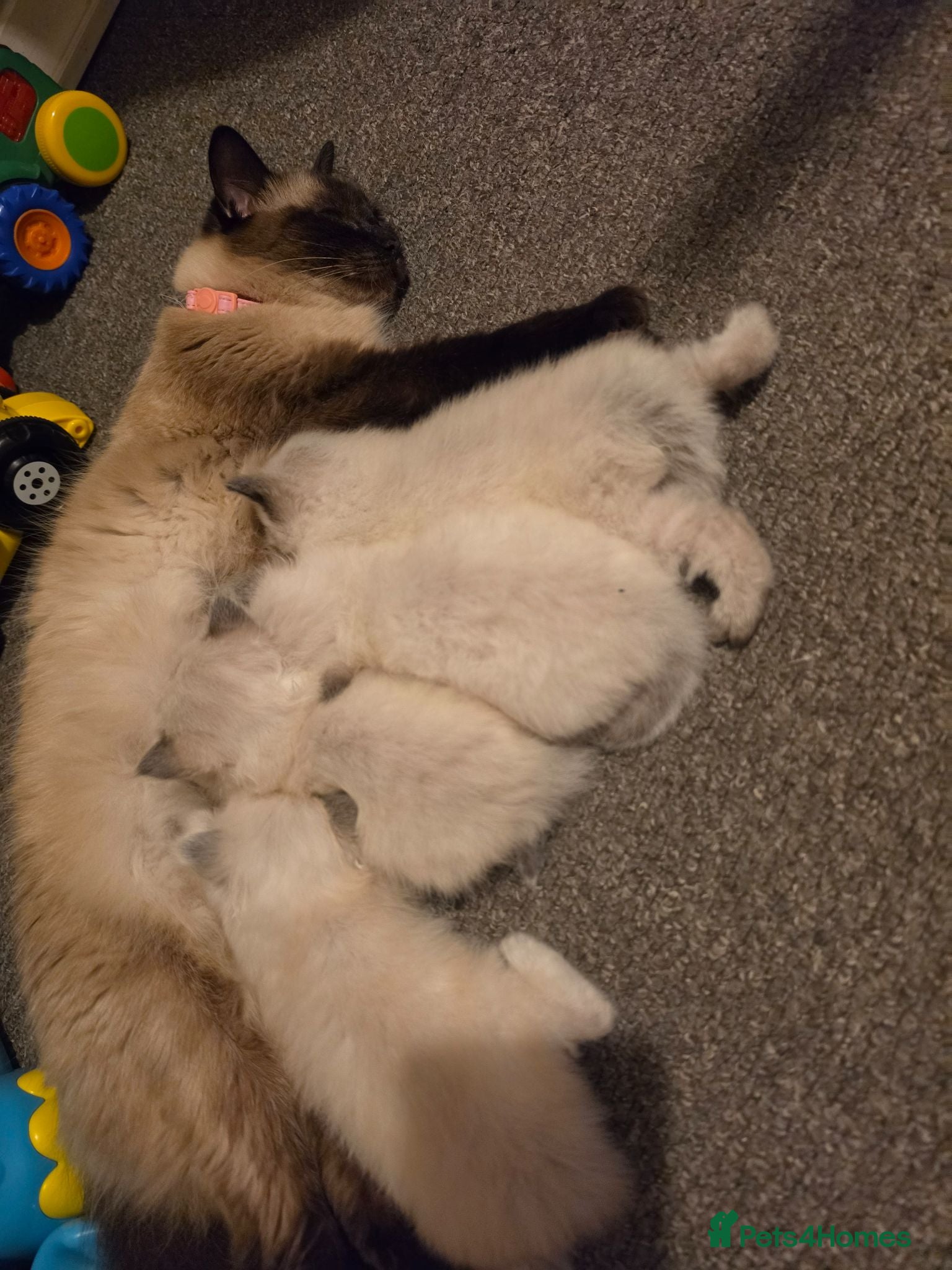 Ragdoll cats Beautiful Ragdoll Kittens Ready From 11th August - Advert 2