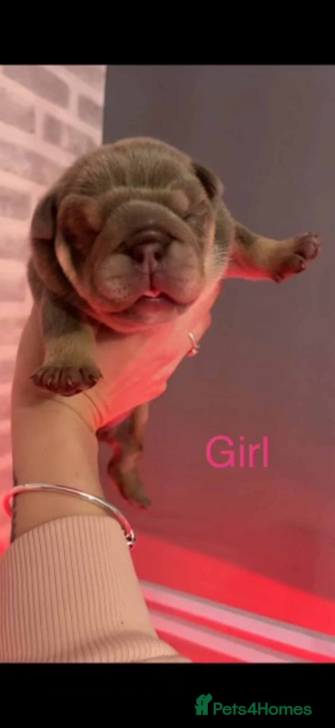 English Bulldog dogs for stud: Chocolate and tan stud includes 2 ai in Walsall - Advert 22