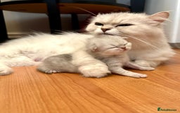 Persian cats for sale: Pure Persian chinchilla kittens  - Image 3