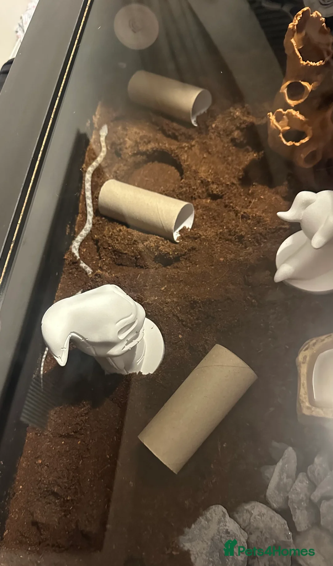 Corn Snake reptiles for sale: Corn snake and full set up including 3ft vivarium  - Advert 4