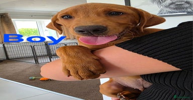 Labrador Retriever dogs - Advert 14