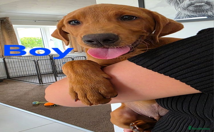 Labrador Retriever dogs - Advert 1