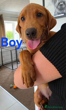 Labrador Retriever dogs - Advert 4