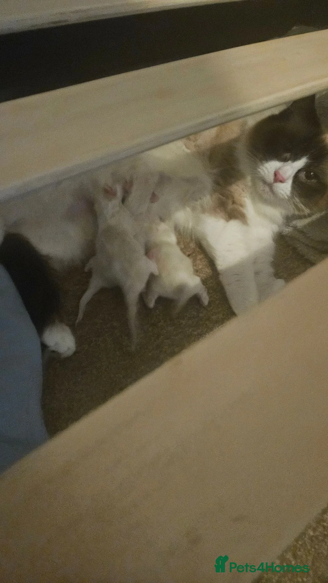 Ragdoll cats for sale: Ragdoll Kittens  - Advert 8
