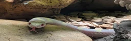 King Snake reptiles for sale: Young Albino Kingsnake REHOME  in Nuneaton - Advert 2