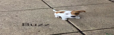 Jack Russell 2