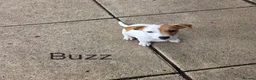 Jack Russell dogs for sale: Jack Russell Puppies x 4 in Hereford - Advert 10