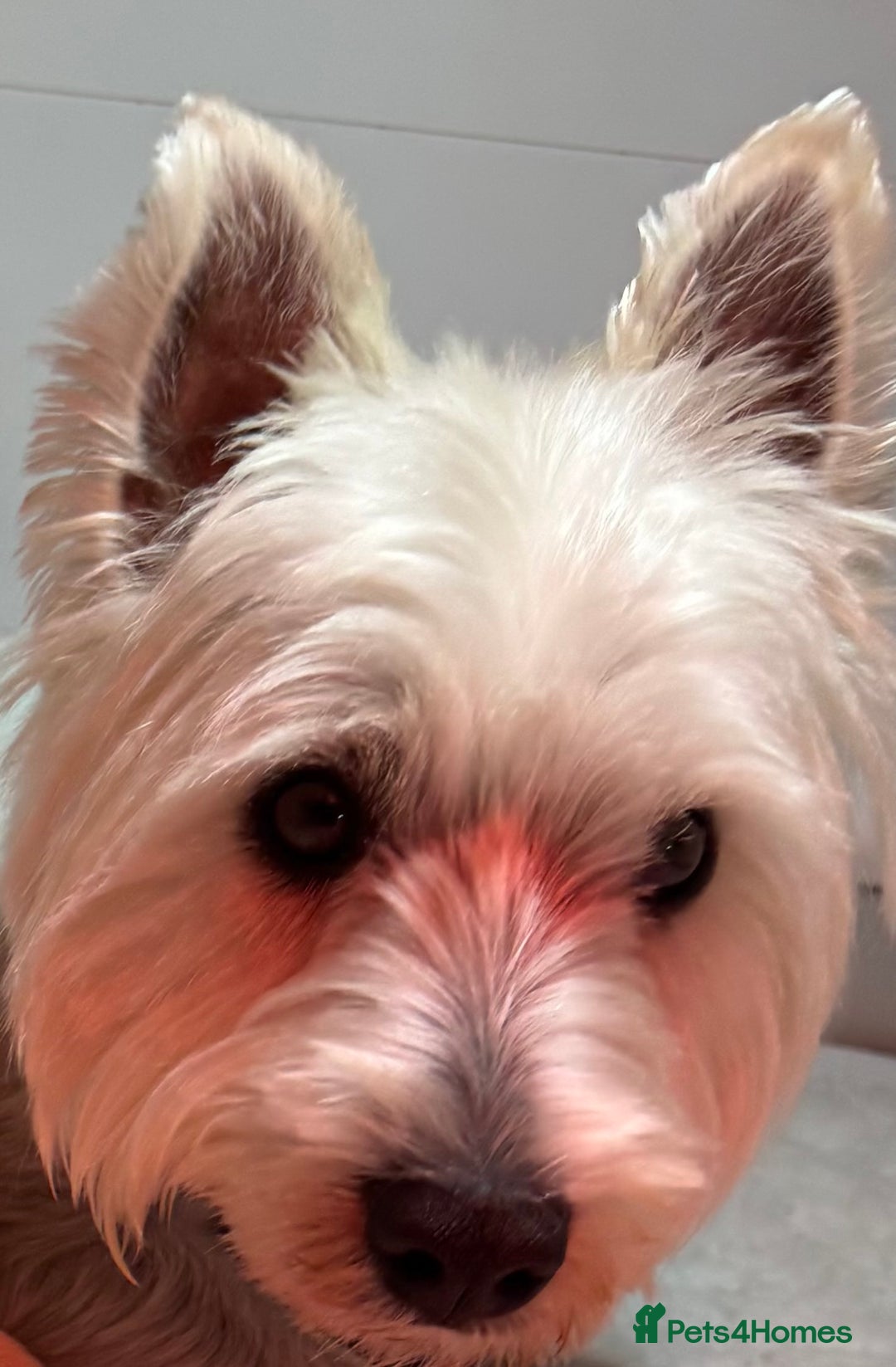 West Highland Terrier dogs for sale: Mr P Bradford  - Image 9