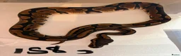 Python Snake reptiles for sale: Royal pythons - Advert 10