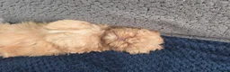 Shih Tzu dogs for sale: Shihtzu pups Beautiful colours & imperial sizes 🐾 - Advert 7
