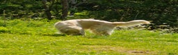 Golden Retriever dogs for stud: Purebred KC Registered Golden Retriever for Stud - Advert 3