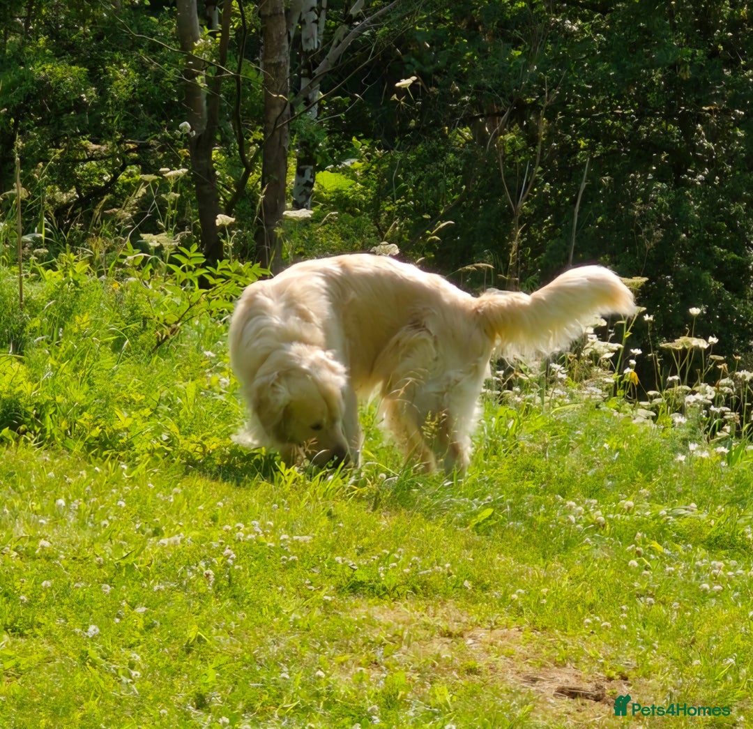 Golden Retriever dogs for stud: Purebred Golden Retriever for Stud - Image 3