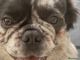 French Bulldog dogs STUD Full Fluffy Visual Merle £400 in Liverpool - Advert 4