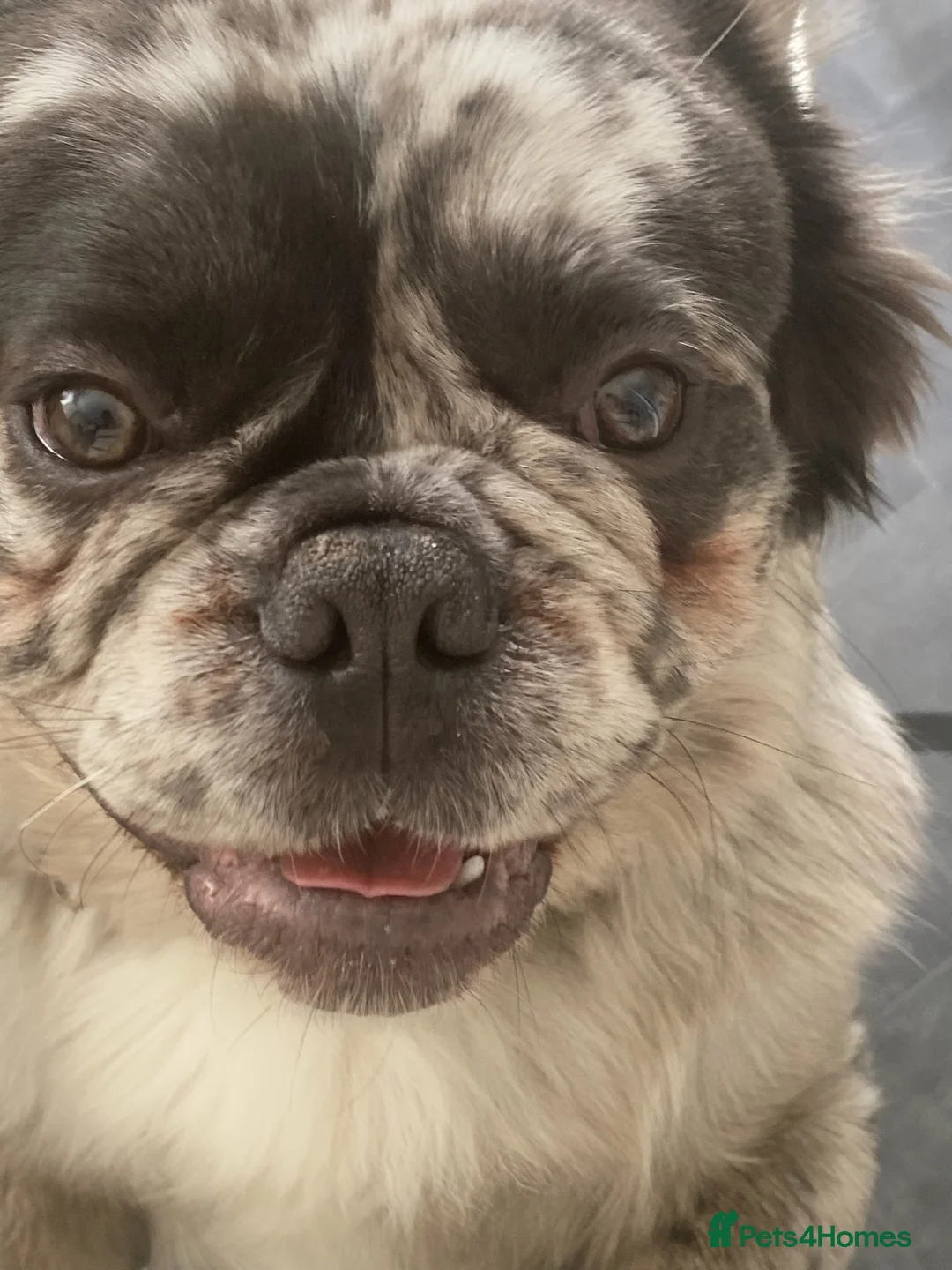 French Bulldog dogs for stud: STUD Full Fluffy Visual Merle £500 all in  in Liverpool - Advert 2