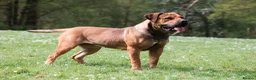 Boerboel dogs for sale: Topguard Kennels 2026 waitlist now open! - Advert 8