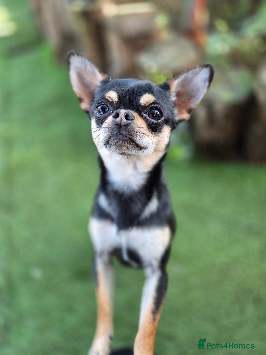 Chihuahua dogs for sale: Male Chihuahua  - Image 9